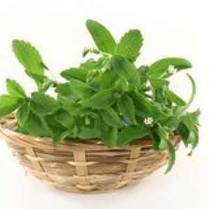 stevia-25492176
