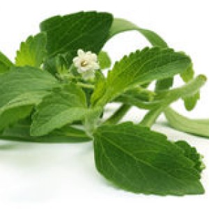 stevia-leaves-flower-over-white-background-50563476