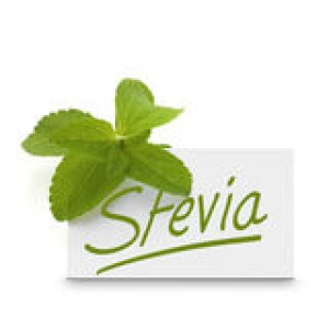 stevia-rebaudiana-over-white-25343452