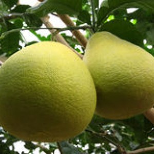 grapefruit-tree-tree-close-up-50319554