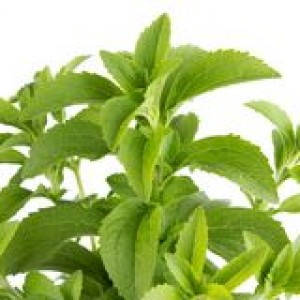 stevia-herb-25596238