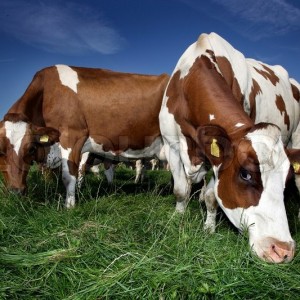 1222880-cows-grazing-in-the-field