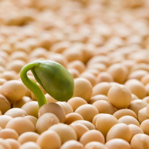 Soy-Protein