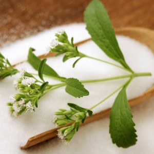 Sweet herb  Stevia rebaudiana