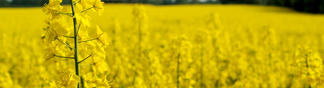 Cargill to map canola oil supply chain