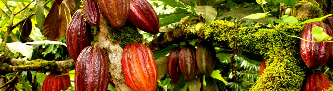 Hershey makes sustainable cocoa progress