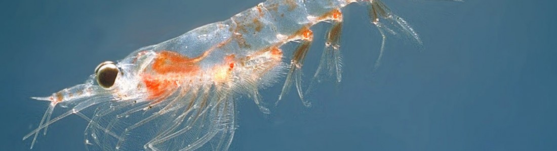 Enzymotec announces “breakthrough” in krill oil standards