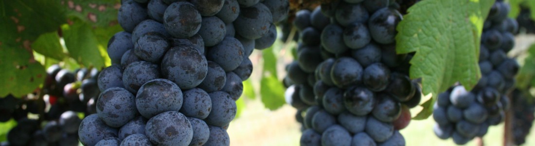 Grape seed oil may help with obesity