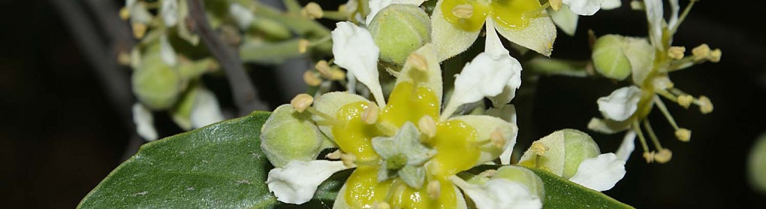 Naturex inaugurates expanded quillaia plant