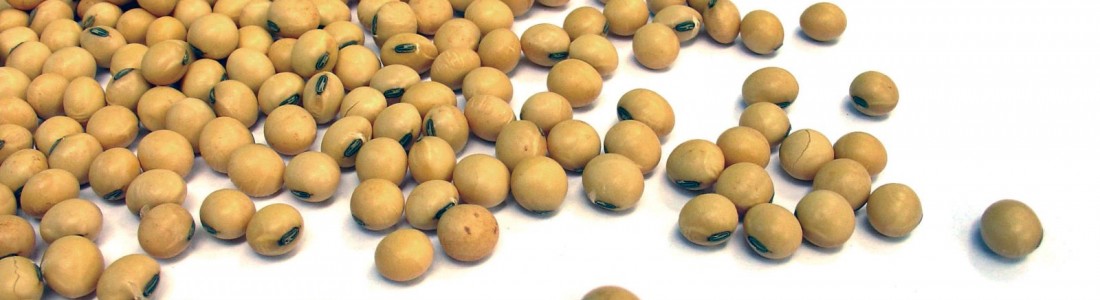 Study: soy protein reduces teenage snacking