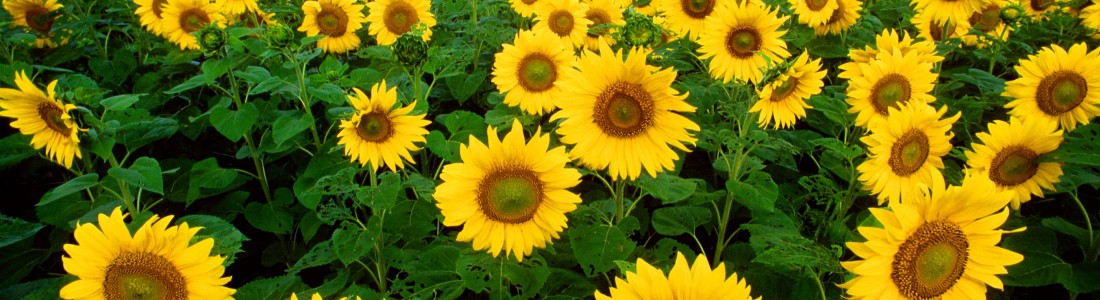 Cargill launches high oleic sunflower oil