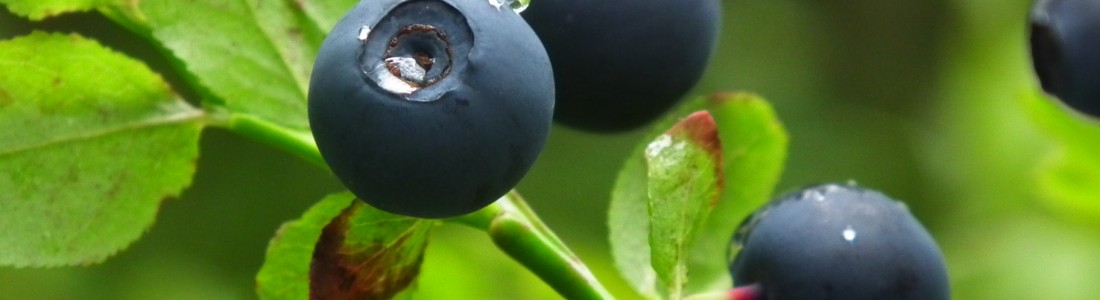 Study: bilberries can counteract effects of high fat diet