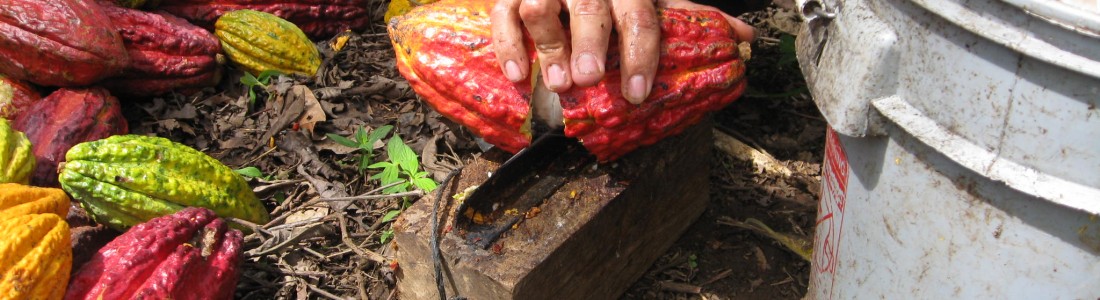 Barry Callebaut continues sustainable cocoa efforts