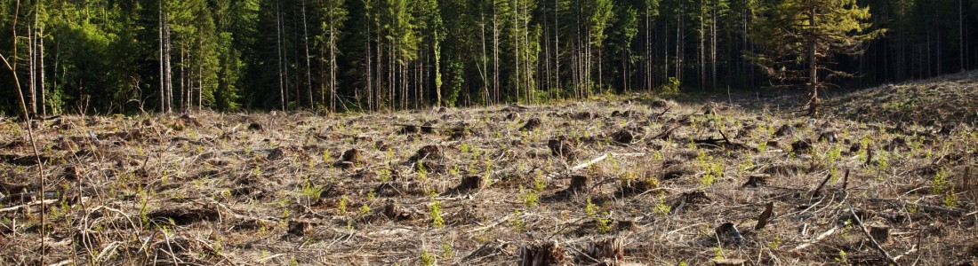 Mars extends deforestation commitment
