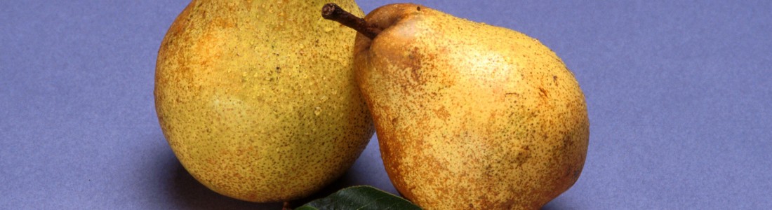 Study: pears good for gut health